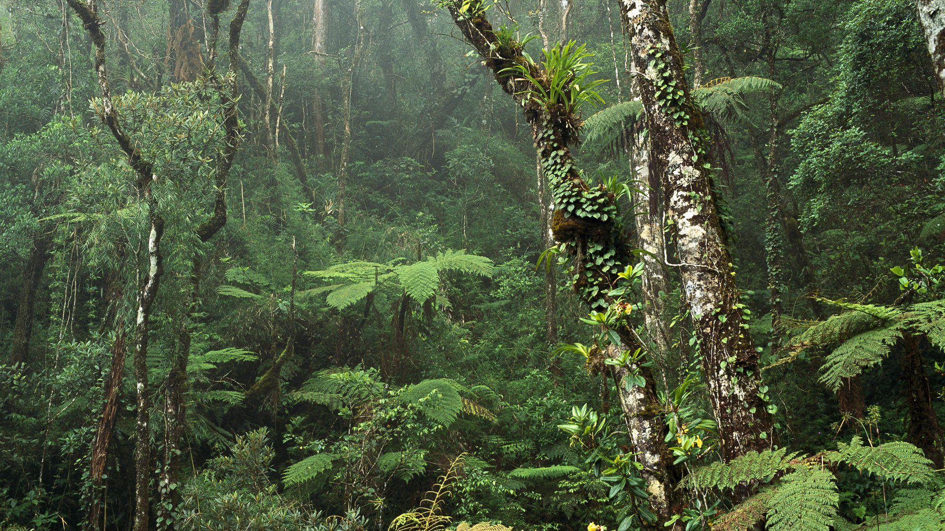 Montane-Rainforest-Mount-Kinabalu-National-Park-Borneo-1.jpg